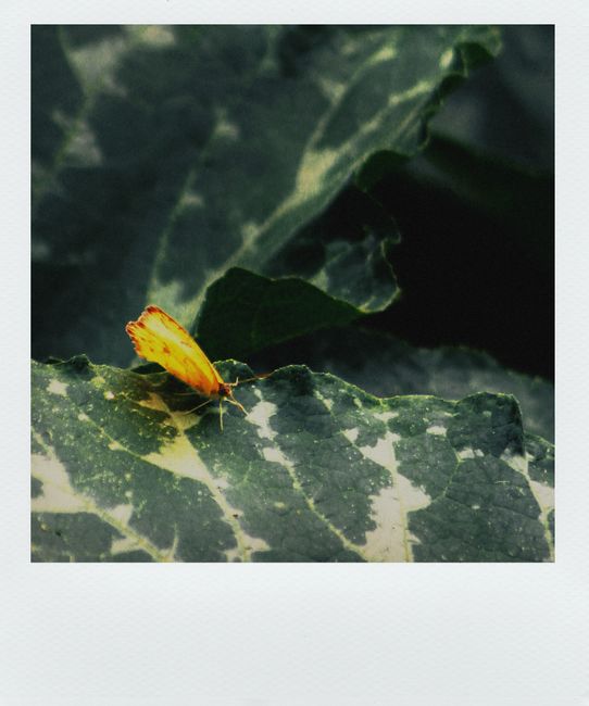 Close-up of a yellow butterfly resting on a textured leaf with dark green foliage.