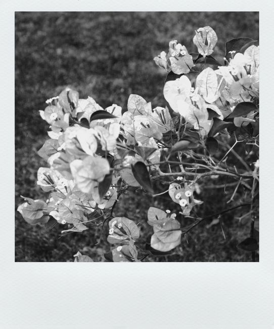 Monochrome image of bougainvillea flowers in full bloom outdoors.