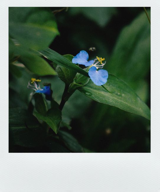 Vivid blue wildflowers with lush green leaves captured in a serene natural setting.