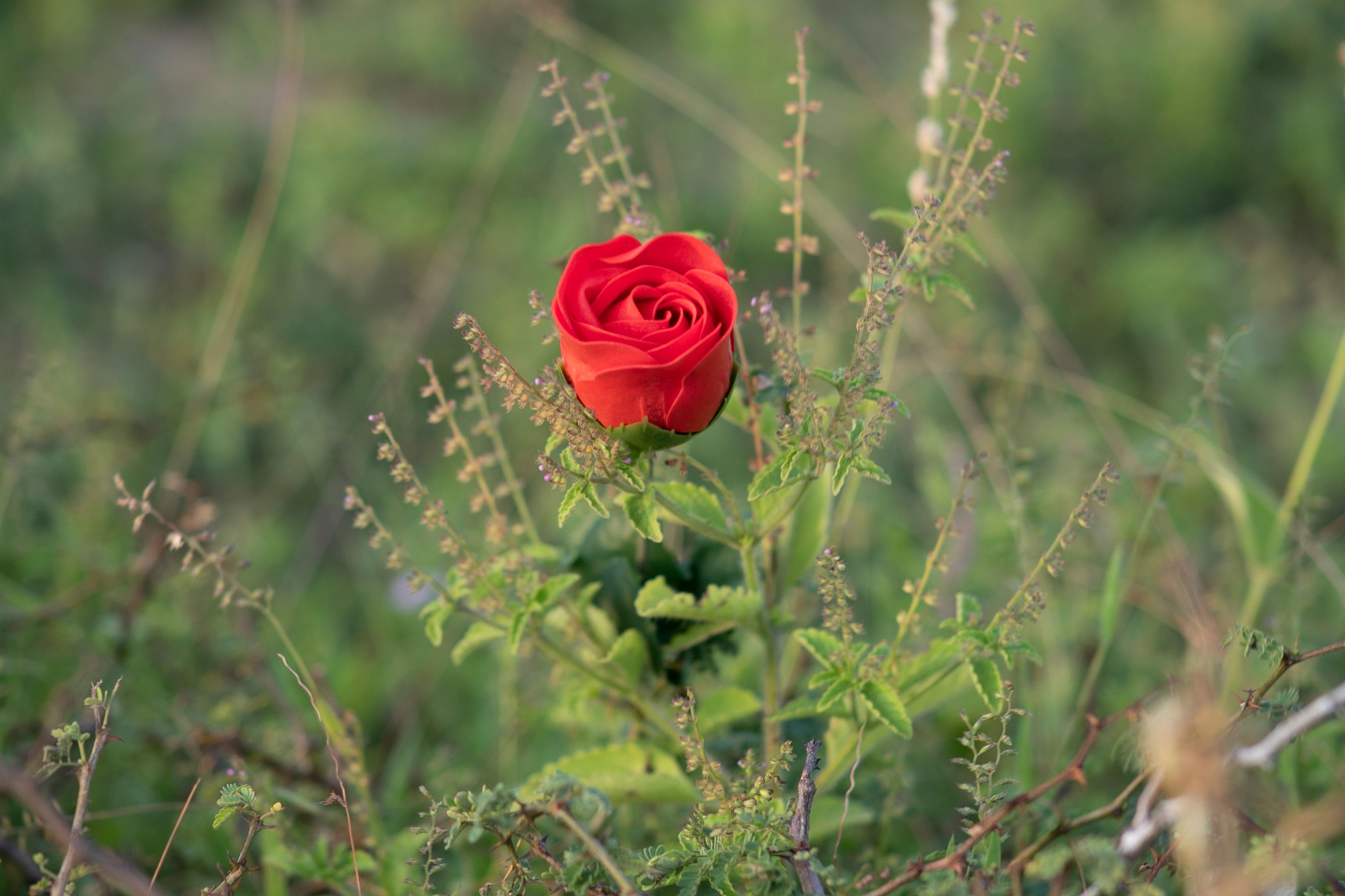 A single red rose blooms amidst the greenery in Mogadishu, capturing nature's beauty.