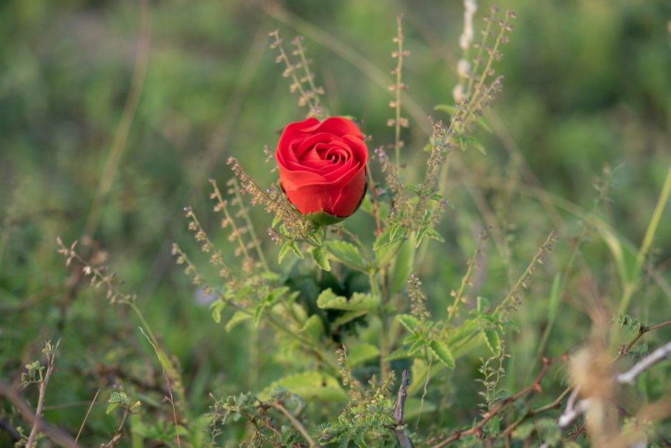 A single red rose blooms amidst the greenery in Mogadishu, capturing nature's beauty.