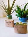 Green Potted Plant on White Table