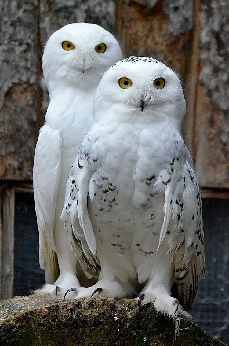 Close Up Of White Owls
