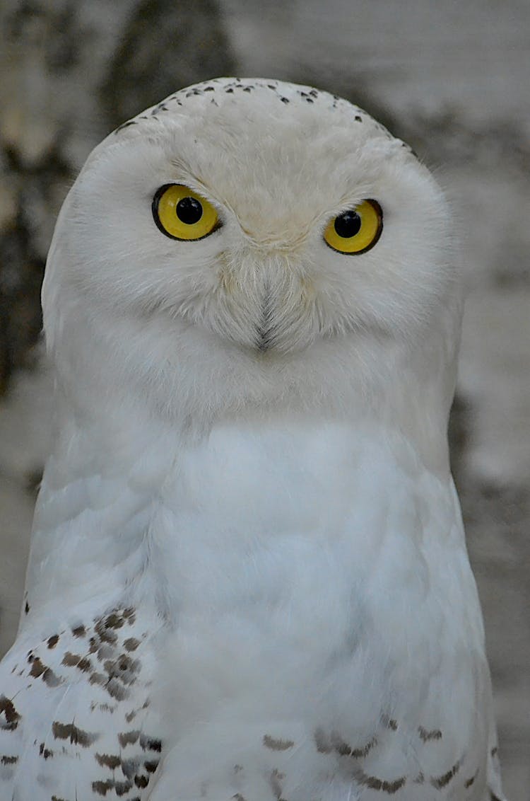 Close Up Of White Owl