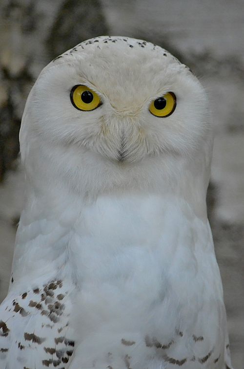 Free Intimate close-up of a snowy owl with striking yellow eyes, perfect for wildlife enthusiasts. Stock Photo