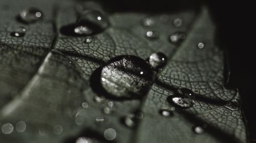 Free Detailed macro photograph of water droplets on a textured leaf surface. Stock Photo