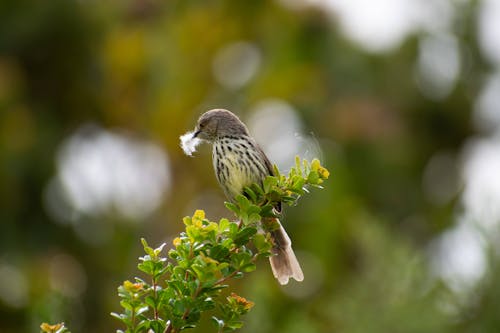 Free Close up of a Bird on a Branch Stock Photo
