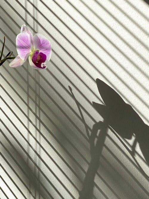 Darmowe zdjęcie z galerii z betonowa ściana, cień, flora