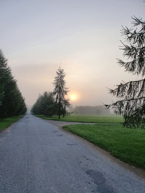 Δωρεάν στοκ φωτογραφιών με δασικός, οδικώς, ομίχλη το πρωί