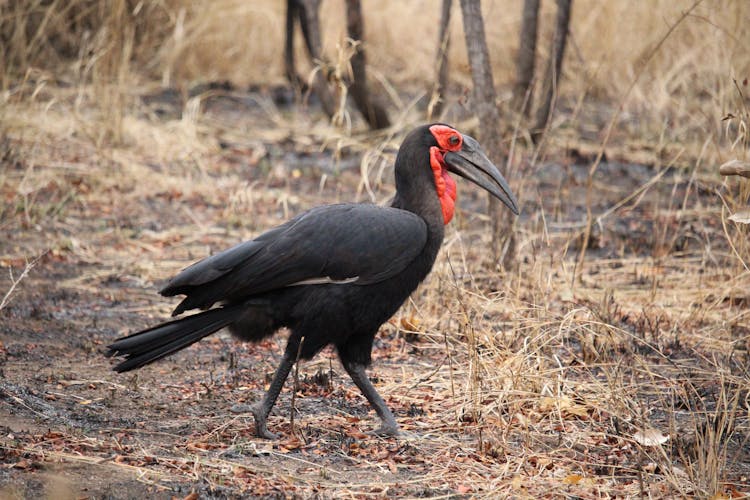 A Walking Southern Ground Hornbill