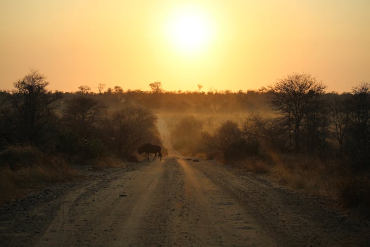 Wildebeest On Dirt Road At Sunset