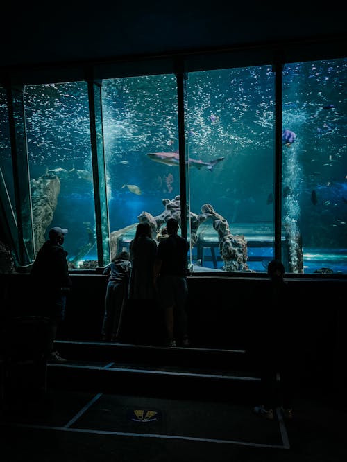 Faceless people watching marine animals swimming in large vibrant blue aquarium in zoo
