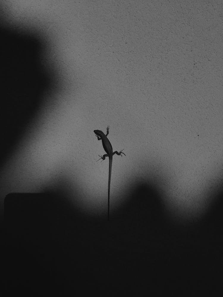 Grayscale Photo Of A Lizard On Gray Surface