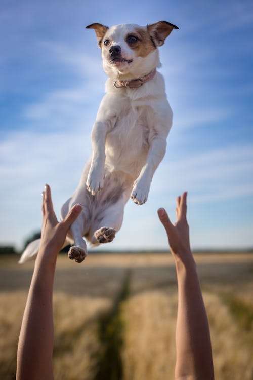 Free A Person Catching a Cute Dog Stock Photo