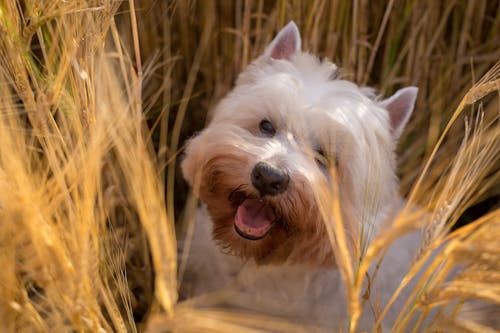 White Dog in the Middle of the Grass Field