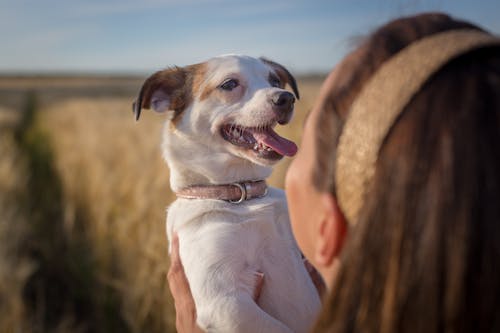 Free An Adorable Dog Held By His Owner Stock Photo