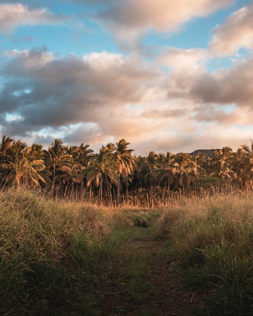 Fotobanka s bezplatnými fotkami na tému kokosové palmy, kríky, obloha pokrytá oblakmi