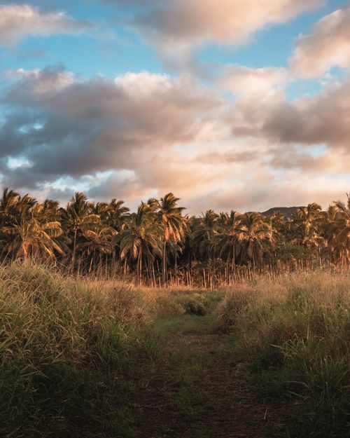 Free Lush tropical field leading to palm grove under a picturesque cloudy sky in Hawaii. Stock Photo