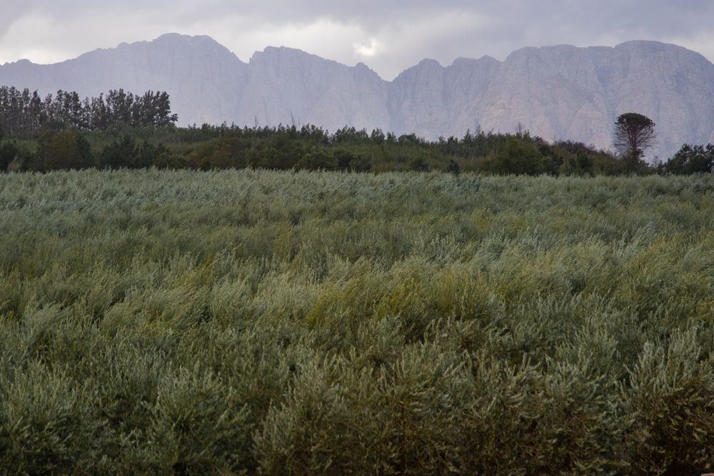 A single-estate olive orchard with a mountainous backdrop
