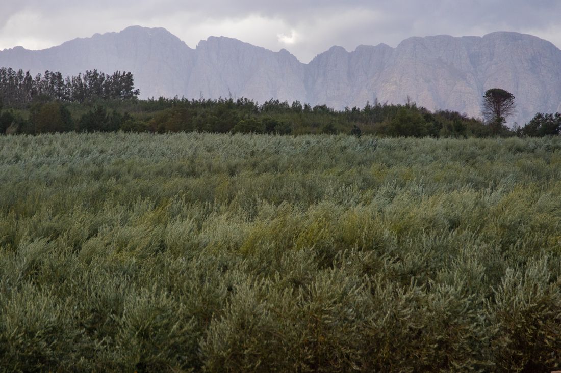 Terraced olive groves below a mountain ridge — photo by Magda Ehlers on Pexels