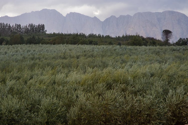 A Lush Olive Tree Farm