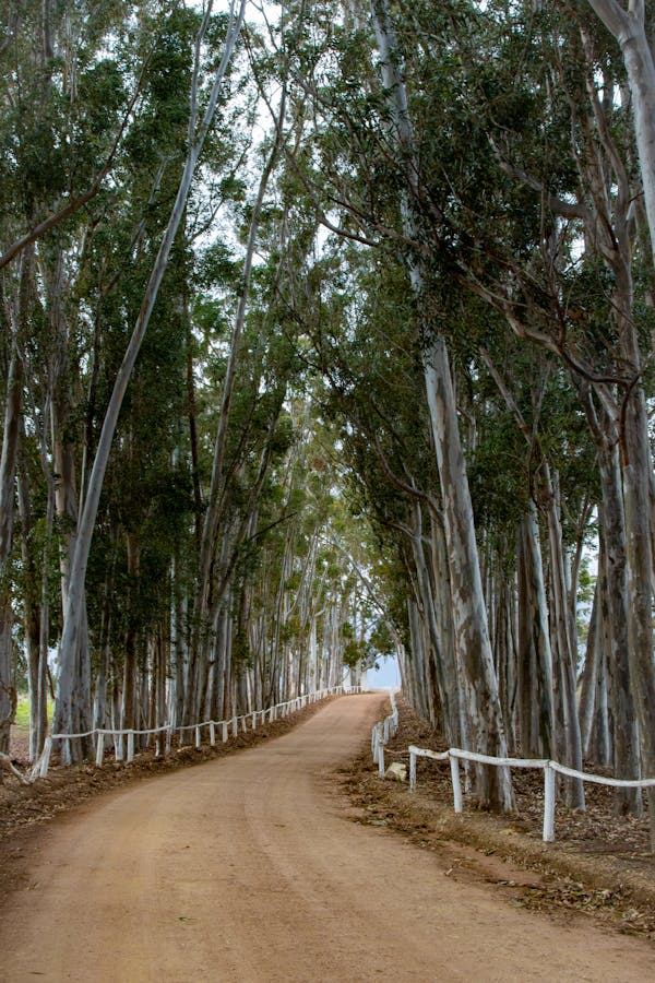 Brown Pathway Between Green Trees