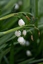 White Flowers With Green Leaves