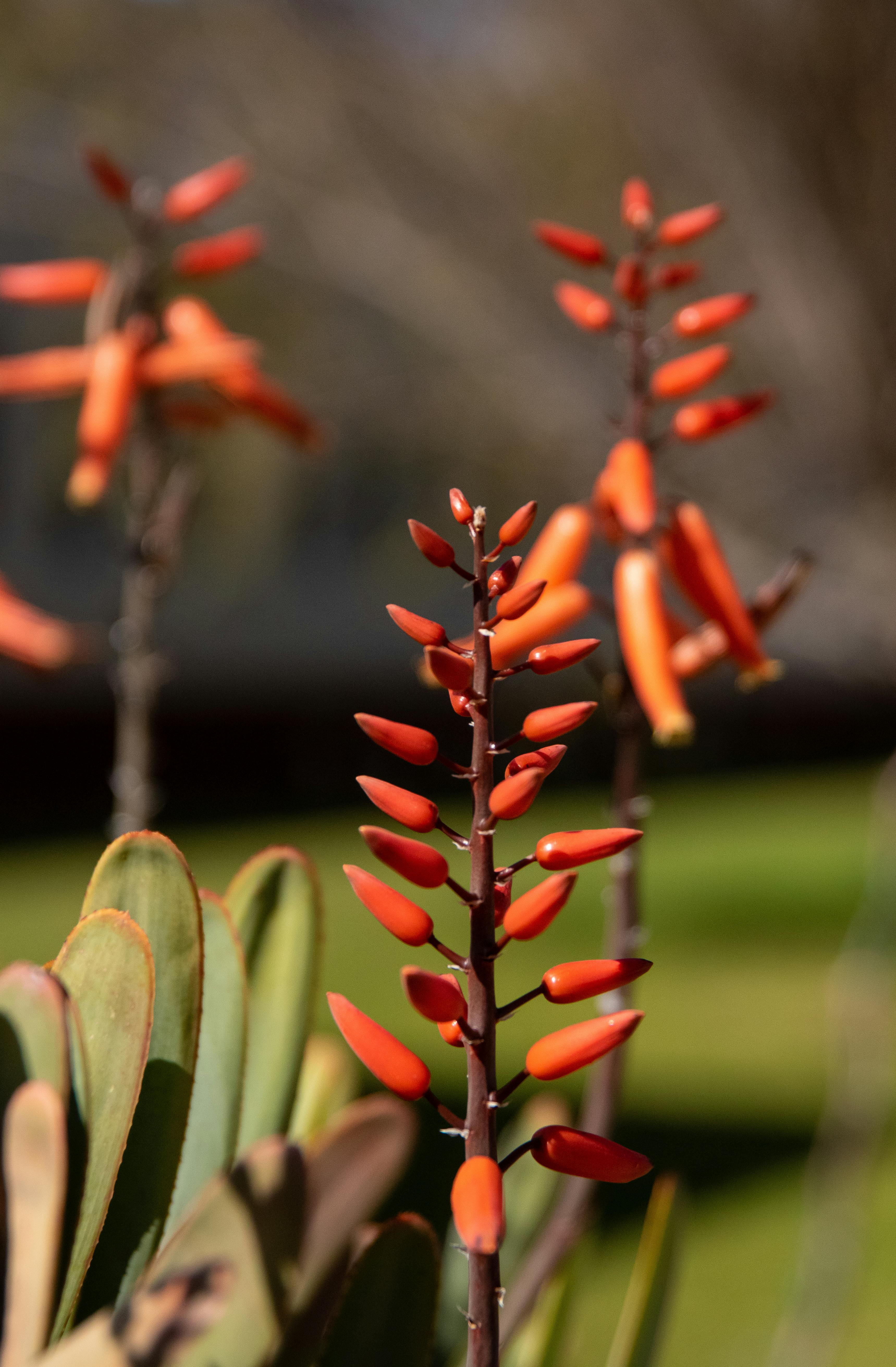 The Ultimate Guide to Aloe Vera Extract (98% Barbaloin) Powder: Benefits, Uses, and Sourcing Tips 2 Aloe vera extract powder in a glass jar