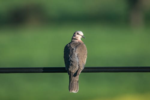 Ilmainen kuvapankkikuva tunnisteilla eläin, eläinkuvaus, kaide