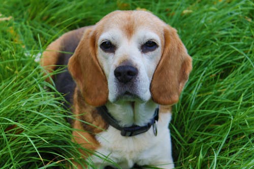 Bezpłatne Darmowe zdjęcie z galerii z beagle, domowy, głowa Zdjęcie z galerii