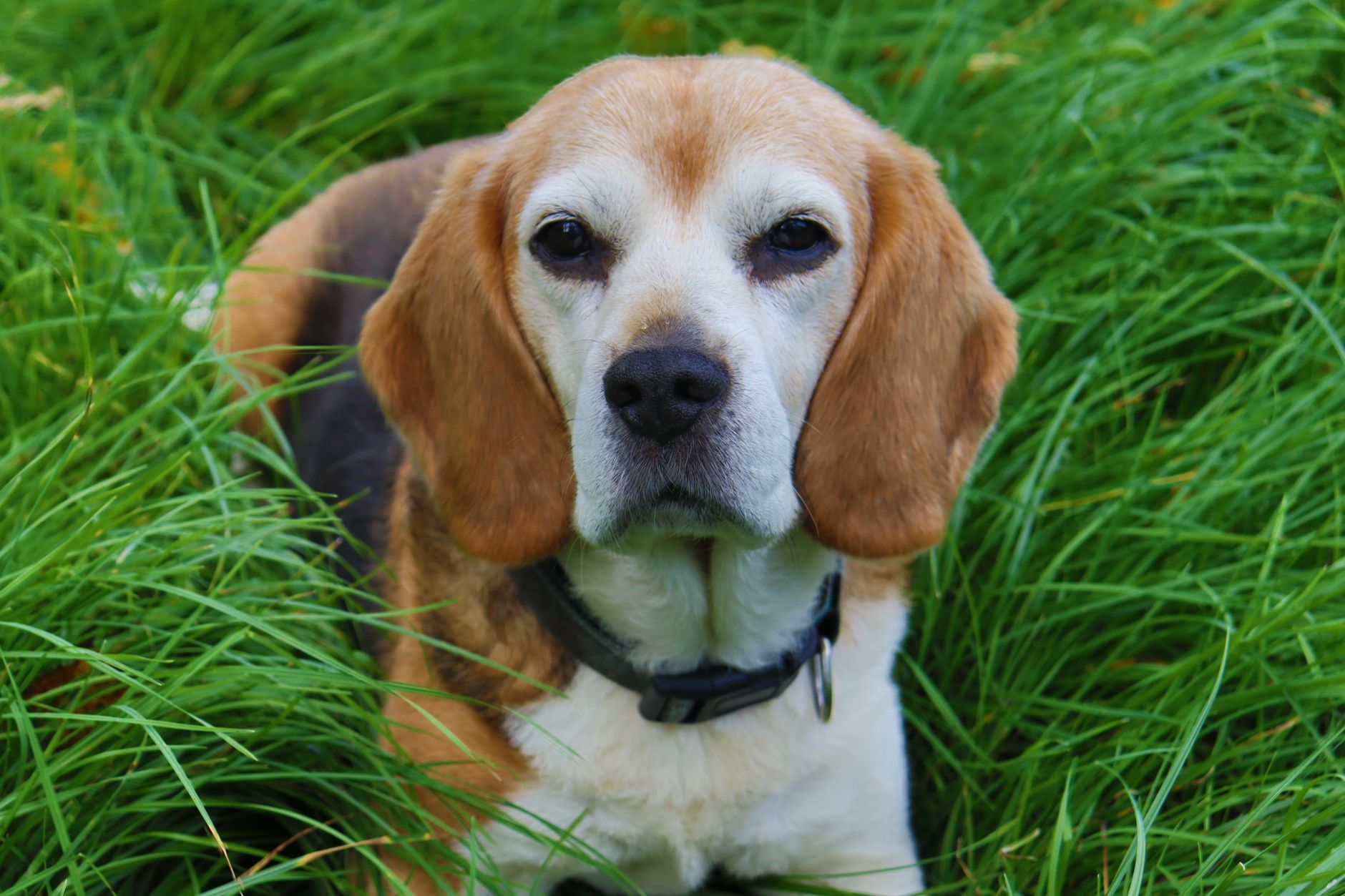 4. The Beagle: The Friendly and Sturdy Explorer