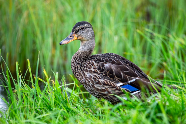 A Young Mallard Drake