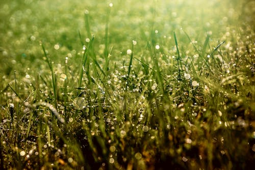 Fotobanka s bezplatnými fotkami na tému bokeh, botanický, botanika