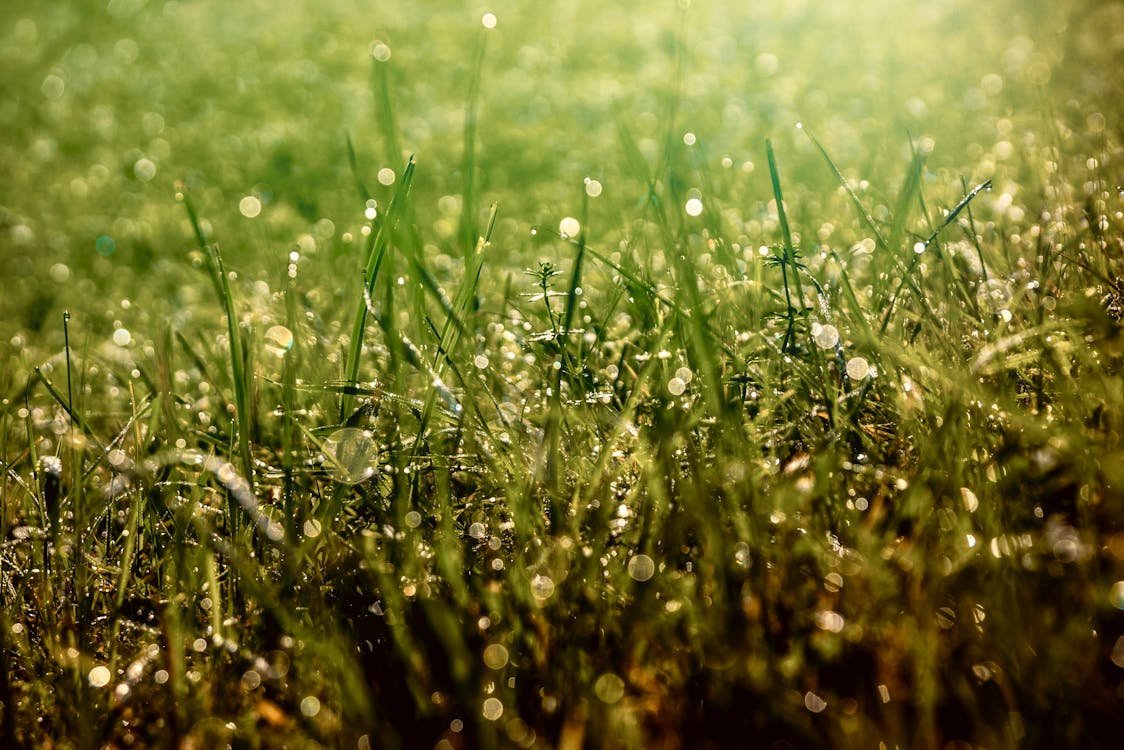 Grass with dew in nature