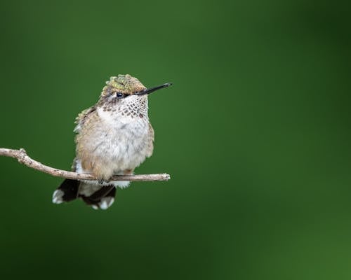 Ilmainen kuvapankkikuva tunnisteilla armo, botaniikka, colibri