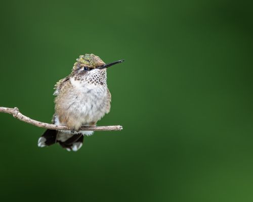 Free Little fluffy Hummingbird sitting on thin twig of tree against blurred green background in daytime Stock Photo