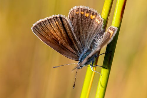Brown Butterfly Perched on Green Stem