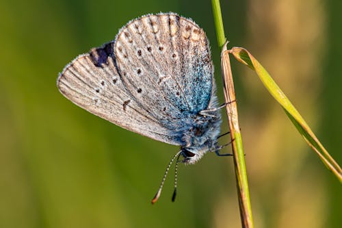 免费 polyommatus icarus, 常见的蓝色, 幹 的 免费素材图片 素材图片
