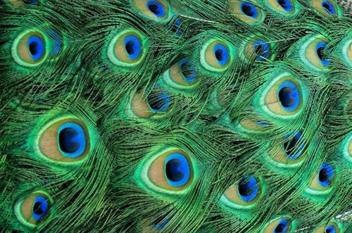 Free Close-up Photo of Beautiful Peacock feathers  Stock Photo