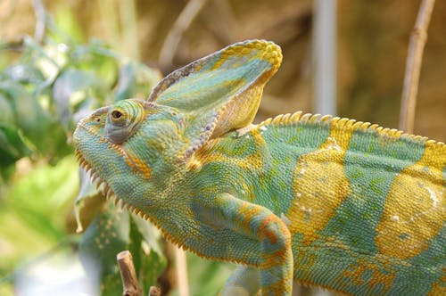 Free Chameleon with a Colorful Patterned Skin Stock Photo