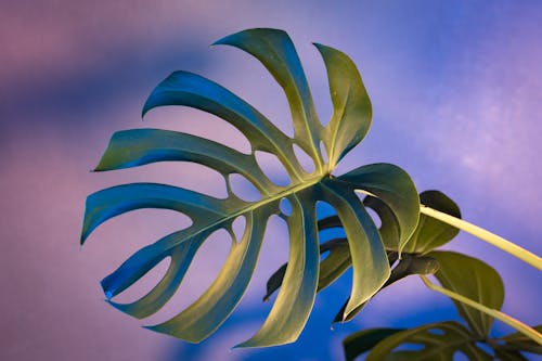 A Close Up of a Monstera Deliciosa