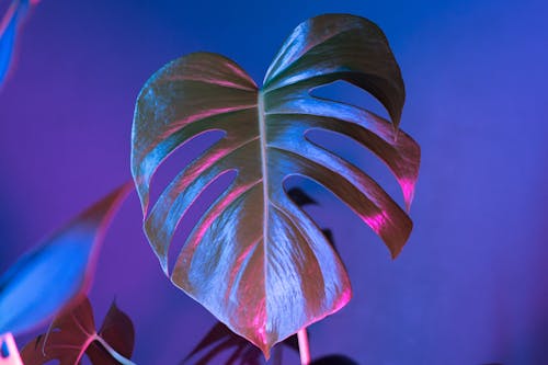 Free stock photo of leaf, leaves, monstera