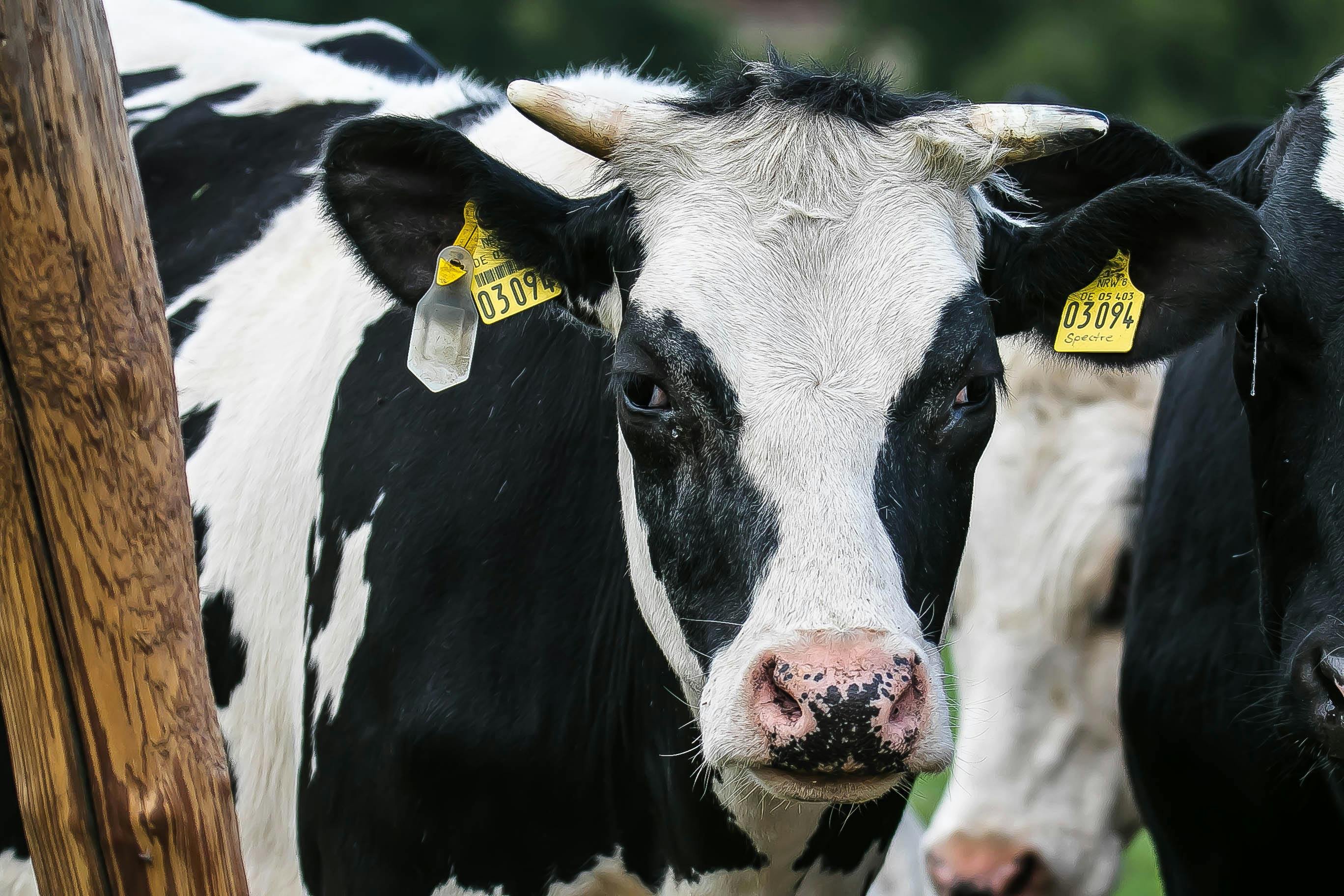 Black and White Dairy Cow's Head · Free Stock Photo