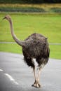 An Ostrich on the Road