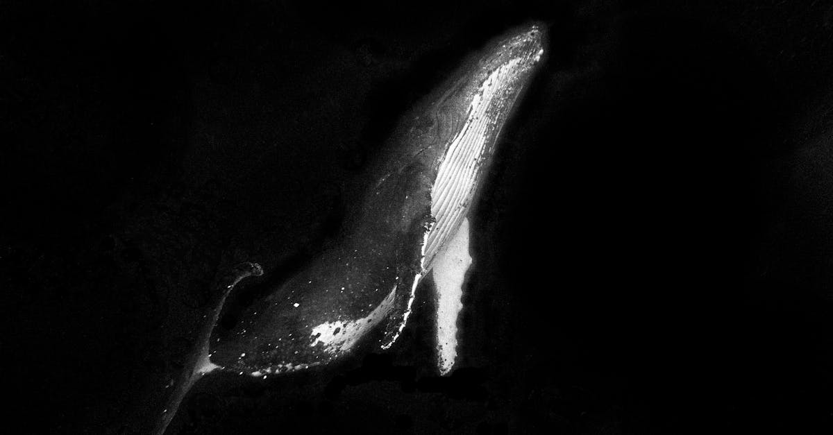 神祕大戶卡帳持續買盤,Solana 或迎來價格反轉的契機?2026年大事可期 神祕大戶卡帳持續買盤,Solana 或迎來價格反轉的契機?2026年大事可期