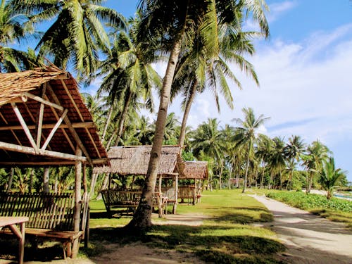 Foto profissional grátis de abrigos, cabanas nipa, coqueiros