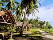 Nipa Huts Surrounded by Coconut Trees