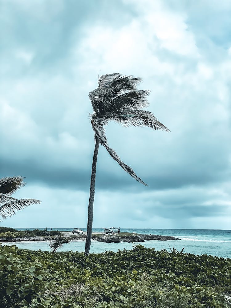 Palm Tree Leaves Swaying In The Strong Wind