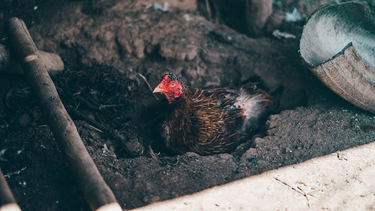 A Chicken Resting In A Burrowed Ground