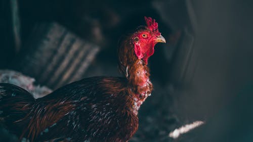 Foto stok gratis ayam, ayam jantan, binatang peternakan